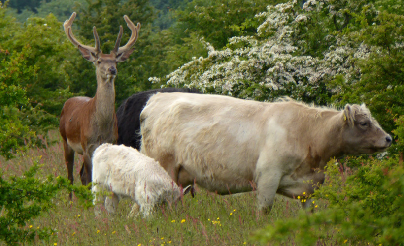 Rothirsch Sven mit Galloway Sarina im Naturerlebnisraum Schäferhaus