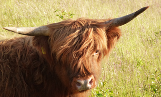 Der Kopf eines jungen Highlands