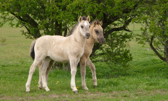 Zwei Konikfohlen auf der grünen Wiese