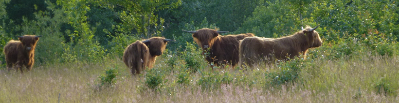 Gruppe Highlander auf der Weide