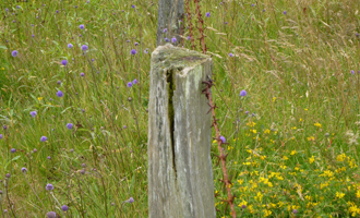 Die Artenvielfalt an Blumen und Gräsern auf einer Sommerweide