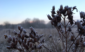 Verdorrte Pflanze bei Winter mit Raureif überzogen