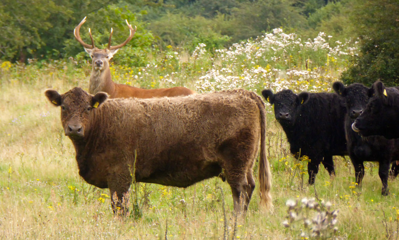 Rothirsch Sven mit Bunde Wischen Galloways im Naturerlebnisraum Schäferhaus