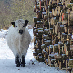 Gallowaykalb sucht Windschutz hinter einem Holzstapel