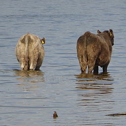 Galloways beim baden im Naturschutzgebiet Reesholm