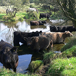 Galloways von Bunde Wischen stehen in einem Teich und genießen die Abkühlung an einem heißen Sommertag