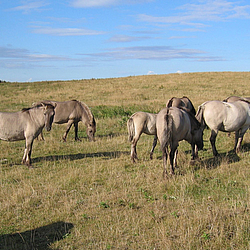 Koniks auf der Geltinger Birk