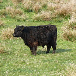 Galloway auf der Geltinger Birk