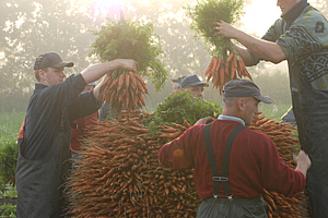 Christiansen´s Hof bei der Karottenernte 