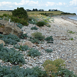 Ostseeküste am Naturschutzgebiet Schwansener See