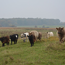 Gallowayherde von Bunde Wischen