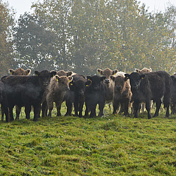 Herde mit Jungtieren