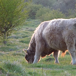 Gallowaybulle von Bunde Wischen beim Grasen 