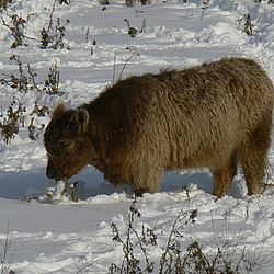 Galloway sucht im Schnee nach Futter