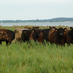 Galloways im Naturschutzgebiet Reesholm