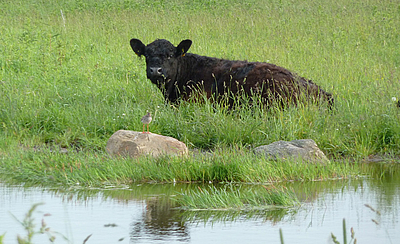 Galloway von Bunde Wischen im Frühling liegt auf der satten Weide