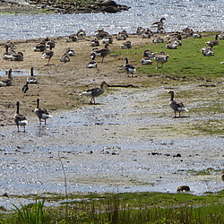 Vögel im Naturschutzgebiet Holnis die am Wasser sitzen