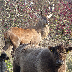 Der erwachsene Hirsch Sven mit seinen Calloway-Freunden im Stiftungsland Schäferhaus