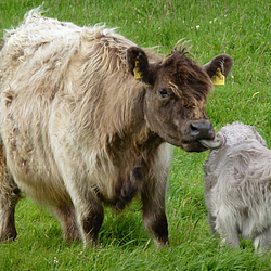 Kalb wird von seiner Mutter sauber geleckt