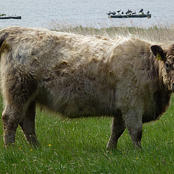 Gallowaykuh im Naturschutzgebiet Schwansener See