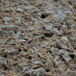 Kuhfladen mit Käfern drauf- Kot bietet vielen Insekten einen idealen Lebensraum