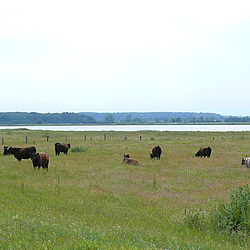 Rinder auf Holnis