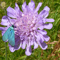 Grünwidderchen