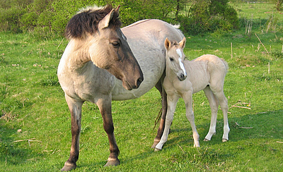 Konik zusammen mit seinem Fohlen