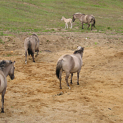 Sandbadestelle der Koniks im Schäferhaus nord