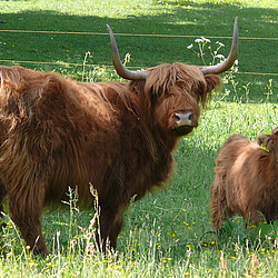 Hochlandrind von Bunde Wischen mit seinem Kalb