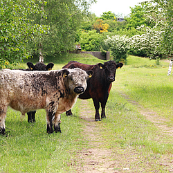 Gallowaybulle und Kuh im Tanklader in Tydal