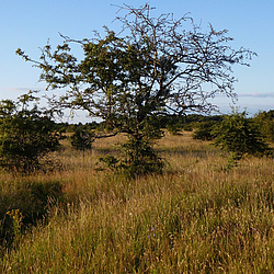 Stiftungsland Schäferhaus im Sommer. Die savannenartige Landschaft erinnert an Afrika