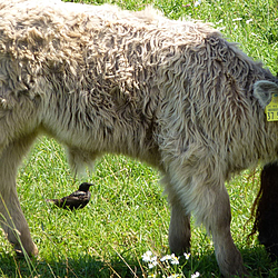 Gallowaykalb beim Trinken