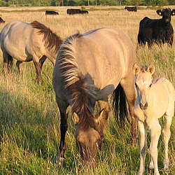 Koniks und Galloways beim Grasen im Schäferhaus