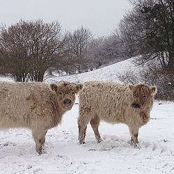 Galloways von Bunde Wischen im Schnee