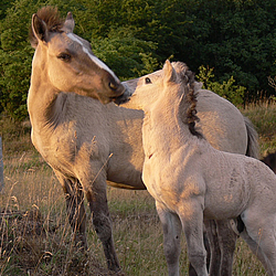 Konik mit seinem Fohlen