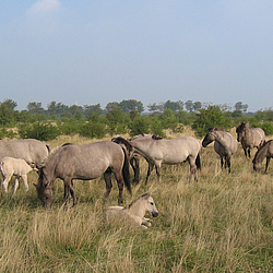 Koniks im Naturerlebnisraum Schäferhaus