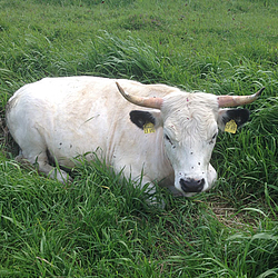 White Park Kuh "Sarina" von Bunde Wischen liegt auf der satten Weide