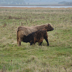 Gallowaykalb beim Trinken