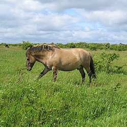 Konik auf der Weide