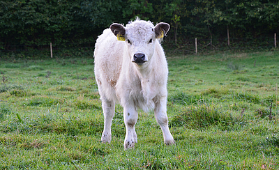 Gallowaykalb Rumi auf der Weide