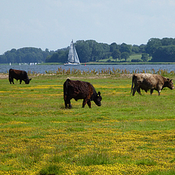 Galloways auf der Blumenweide im Naturschutzgebiet Reesholm im Sommer