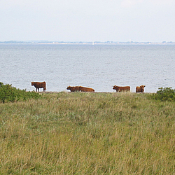 Hochlandrinder am Ufer der Gelinge Birk