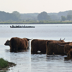 Highlands beim Baden im Schwansener See