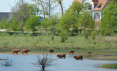 Highalnds stehen im Wasser und erfrischen sich im Natuschutzgebiet Holnis