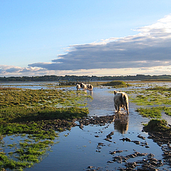 Hochwasser im Naturschutzgebiet Reesholm