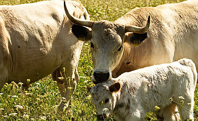 White Park "Sarina" mit Kalb "Xylophon"